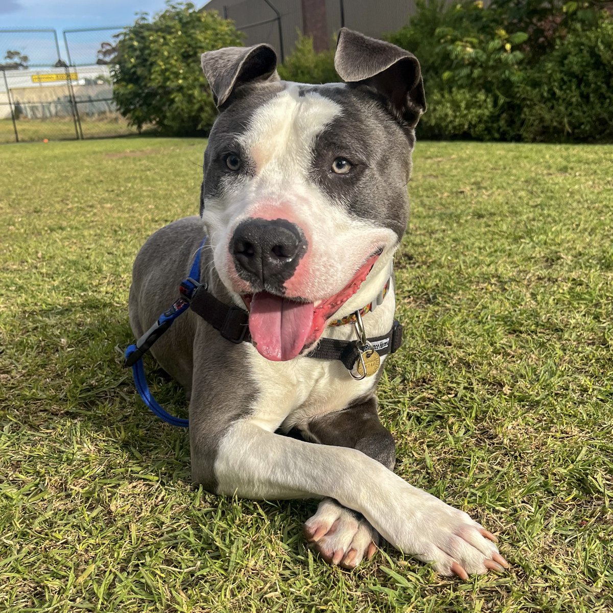 Beautiful Bronson – please share.
When our beautiful Bronson arrived at our Campbellfield shelter almost a month ago, he was confused, a little bit frightened but most of all he was just craving comfort and lots of cuddles.
At just nine months old, Bronson was surrendered to our