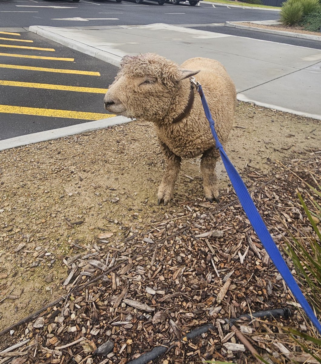 AntBA013's tweet image. Dobby the House Sheep has been having buntoffs with his brother Cuddles

As a result, he&apos;s picked up an injury which has got infected

We&apos;re now visiting the vet for penicillin