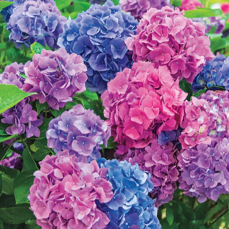 Hydrangeas are for the bisexuals