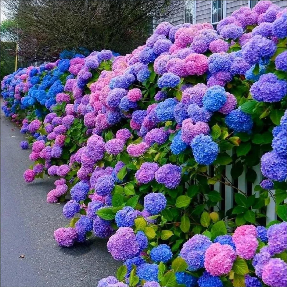 NewlyDev's tweet photo. Hydrangeas are for the bisexuals https://t.co/9Lwmuec5Kw