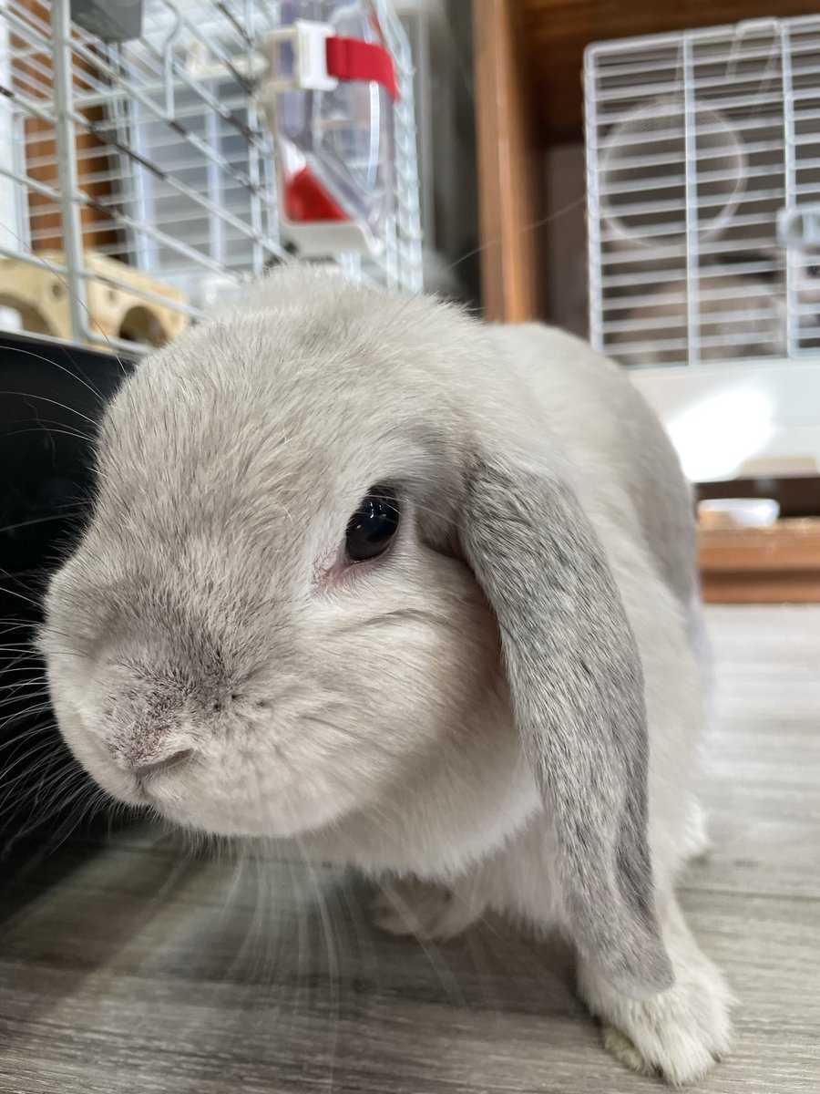 chocolate_otter's tweet image. 明日6月25日(水)11時からちゅうちゃんの葬儀を行います。皆さまから愛されたちゅうちゃん🐰当日は雨かと思いますが空を見上げてください。
