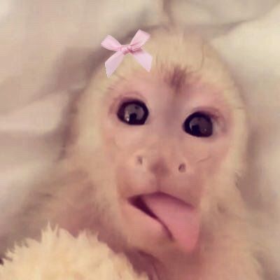 rengoescray's tweet image. hi guys !! new #edtwt intro for my new layout 🐰
。*゚+。*゚+
♪ i am 18, 48.5kg, bmi 21.6
♪ lesbian, ednos, pro recovery
♪ i like : treats, cats, girls, fun, pink
not new to edtwt! let's be moots!