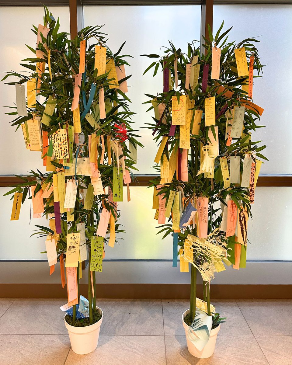BST Primary is preparing for its final in-school celebration of Japanese culture: Tanabata. Students were invited to reflect on the past year, look ahead to the future &amp; write a wish on colourful tanzaku strips to hang from the branches of the BST Tanabata Tanzaku Trees 🎋