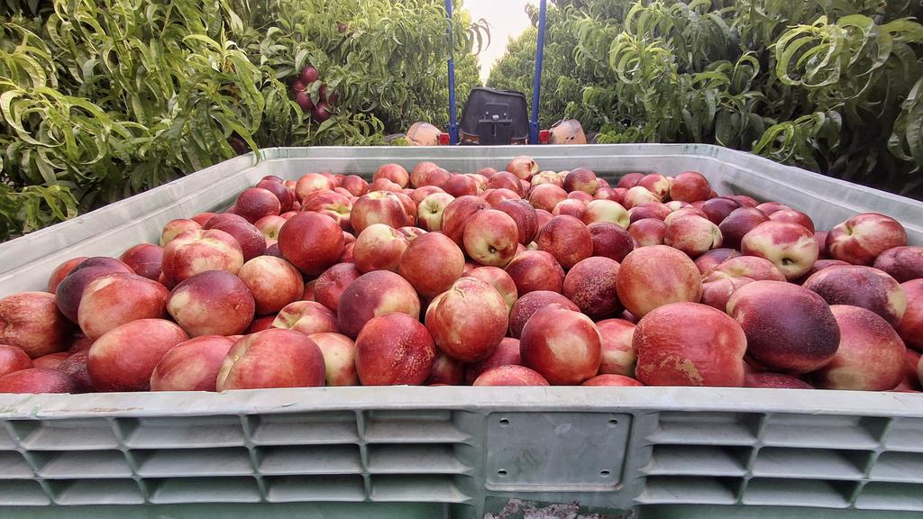 Sant Joan,  07.05 h. Amb les orelles pitant després d'haver aterrorirzat a mitja humanitat amb els petards a la verbena, i el cap encara espès pel moscatell, comencem la collita de la nectarina Garcica R22. Que els Deus del solstici ens siguin propicis.