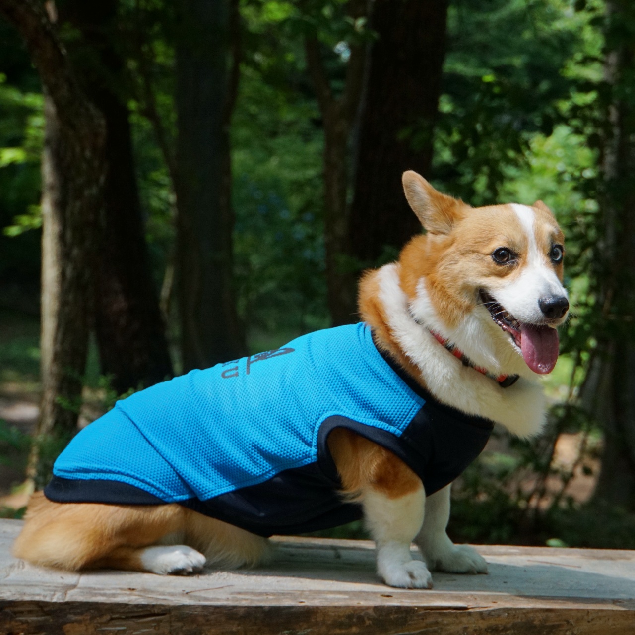 コーギー maxresdefault.jpg