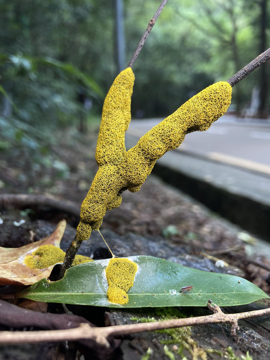 変形菌