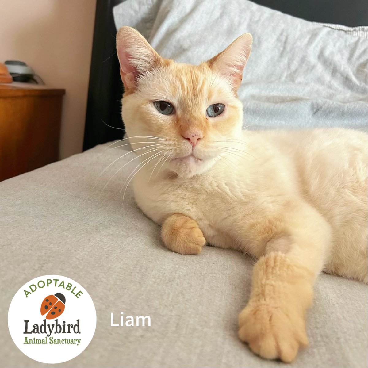 lbas2010's tweet photo. Liam is finally ready for adoption!
Visit Liam’s profile to learn all about this handsome kitty, and apply to adopt him today!
❤️
https://t.co/N7bUrMNVXE
📍 Burlington, Ontario
#lookwhatlovecando #flamepoint #adoptdontshop #dontshopadopt #rescuecat #HamOnt #BurlingtonOntario https://t.co/HcazipYcG5