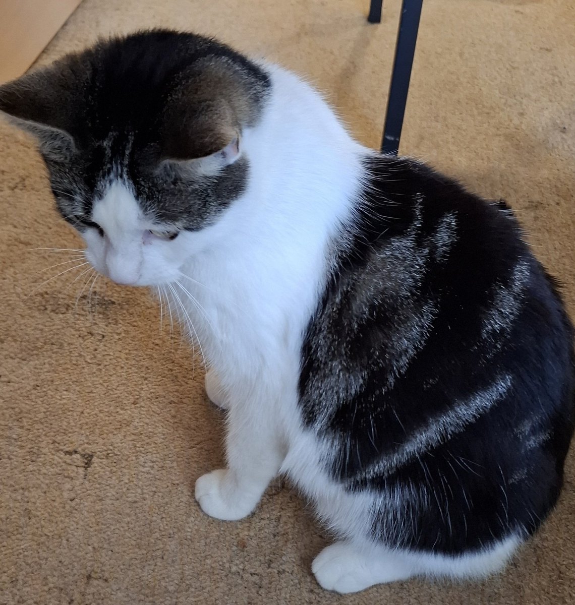 Nirwanka jest już zdrowa i powoli zaczyna znów marzyć o własnym domku. 

To Kicia idealna. Spokojna, miziasta, niekłopotliwa i bardzo spragniona miłości 

Jest wysterylizowana, odpchlona i odrobaczona. Ulubione kocie łóżeczko w komplecie 

Londyn i okolice 

Nirwanka prosi o RT