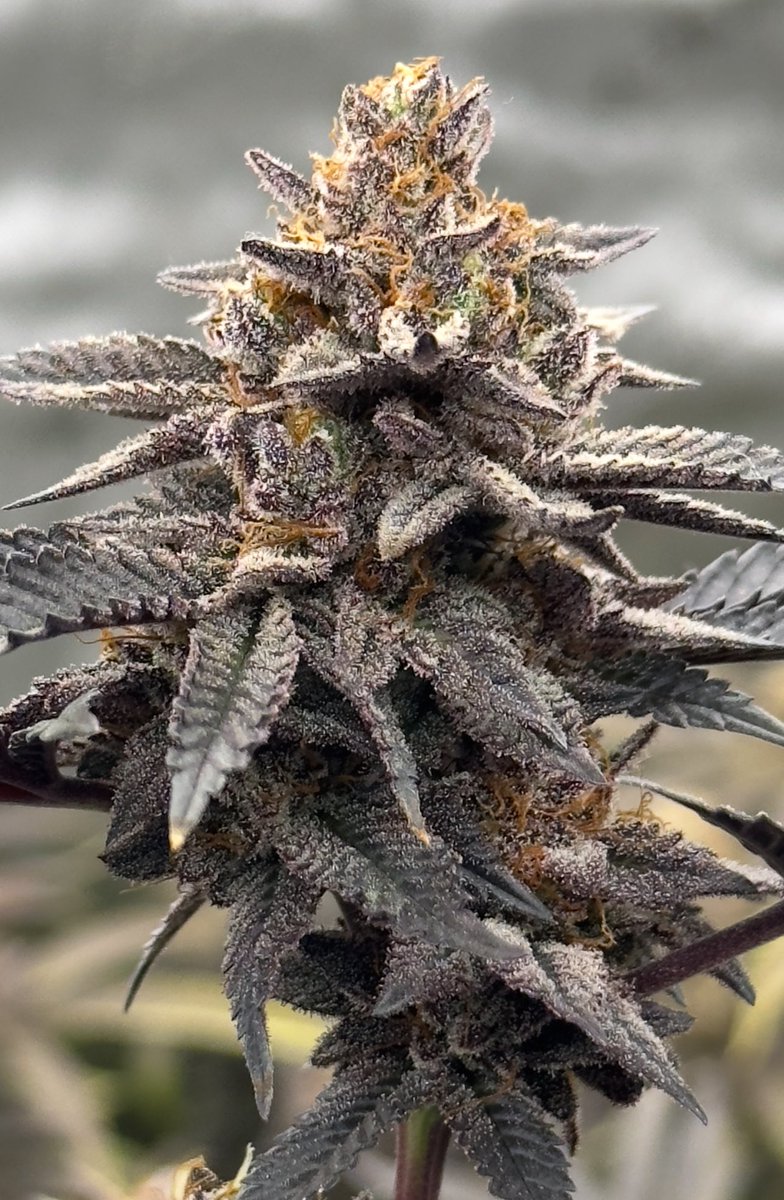How much herb do you smoke on a daily basis?