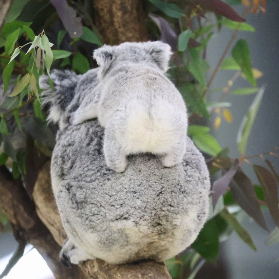 梅雨のジメジメを吹き飛ばすコアラの親子のお尻🐨🐨

ふくとさち🐨🐨　📷２月撮影　
＃埼玉県こども動物自然公園　＃コアラ