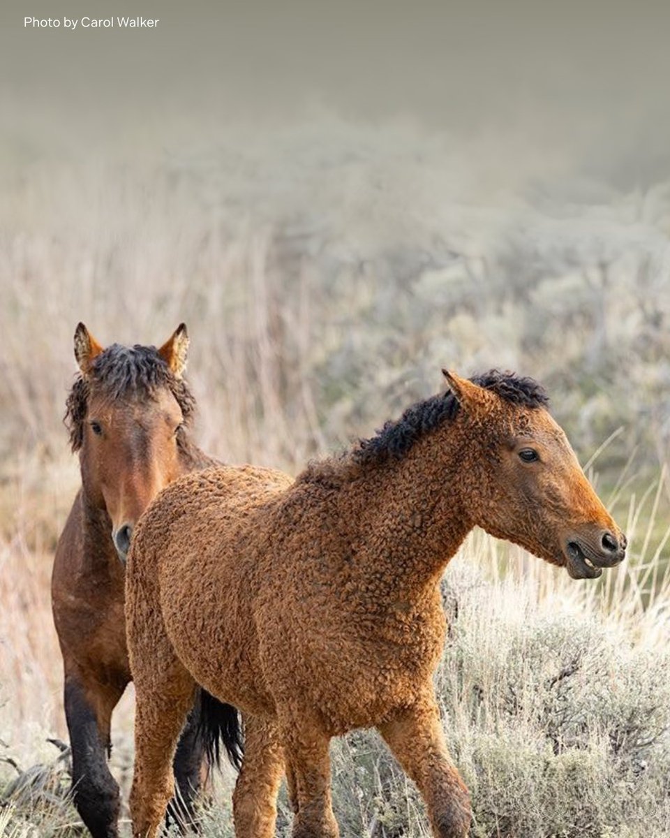 Wyoming's curly horses are such a delight. They truly make the wild a more magical place. 💫 🦄 

🌟 What do you think of this little one's ringlets?!