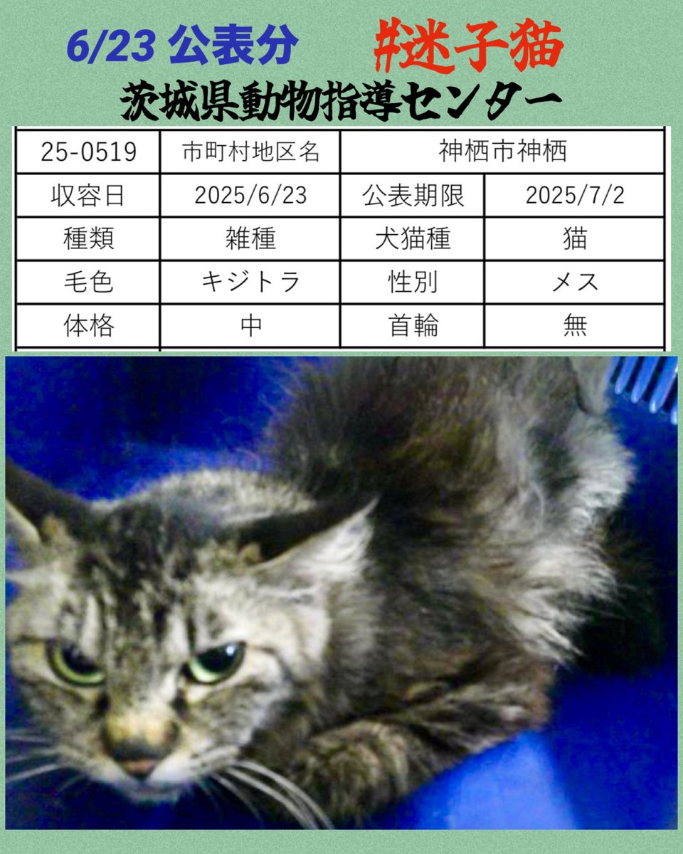キジトラの女の子  迷子収容中
猫さんを外に出さないでください
危険かいっぱいです
心当たりのある方は知らせてください🙇🏼‍♀️

🆘6/23茨城県動物指導センター 🆘
🚨公表期限7月2日
🔹神栖市神栖で保護
🔹雑種.キジトラ.メス.中型
pref.ibaraki.jp/hokenfukushi/d…
