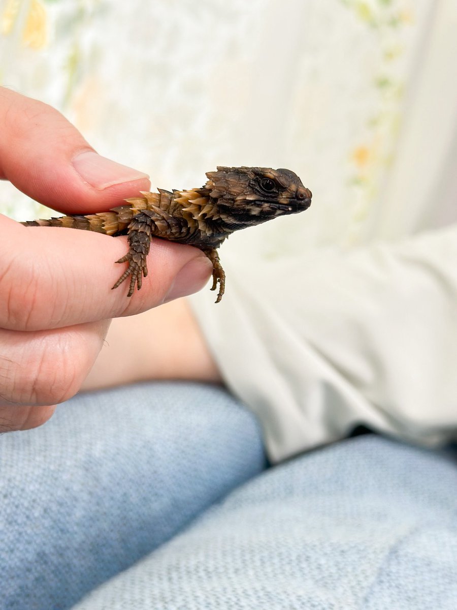 【アルマジロトカゲ販売情報】

現在のお譲りできる個体は2匹です
・自家繁殖のため、❗️特価❗️
・昨年9月生まれヤング（まだ小さくて可愛らしいです）
・完品（欠損なし）
・人工餌食べます
・ブリーダーのため、飼育方法など購入後のフォローも万全です

詳細はツリーへ

#アルマジロトカゲ