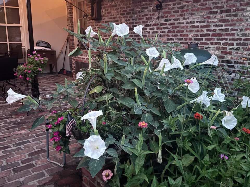 A little Peace Of Mind from My Patio Gabriel Trumpets ! , they only bloom at night ! God Bless America and our Troops !