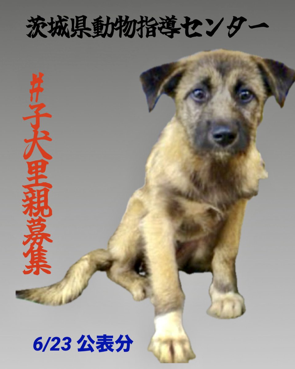6/23公表分
生後3ヶ月くらいの可愛い子犬
大切に育ててくださいませんか
保護子犬を家族に🍀🙏🏻

🆘子犬の収容情報
♦️茨城県動物指導センター 
🍀里親様募集
🔹25-0520 女の子

子犬収容情報
pref.ibaraki.jp/hokenfukushi/d…
譲渡希望者様へ
🔹センターから直接一般の方へのお渡しは無し