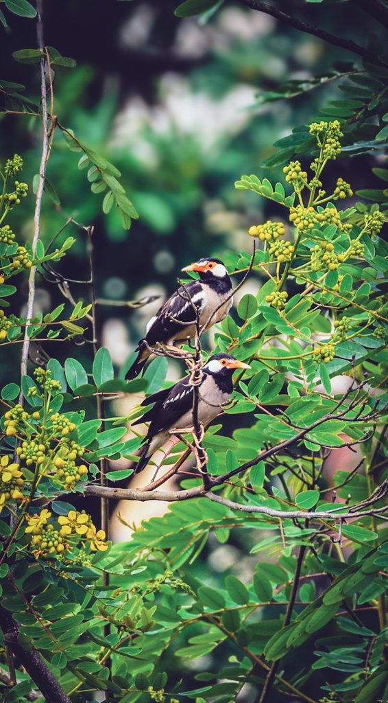 SBhardwaj2580's tweet photo. @indian_pitta Indian Pied Myna (Gracupica contra)
Canon R8
RF 75mm-300mm lens
#birdphotography #neighbourhoodbirds #canongears #backyardbirding #birdsofassam #indianbirds https://t.co/6fyXagH5rL
