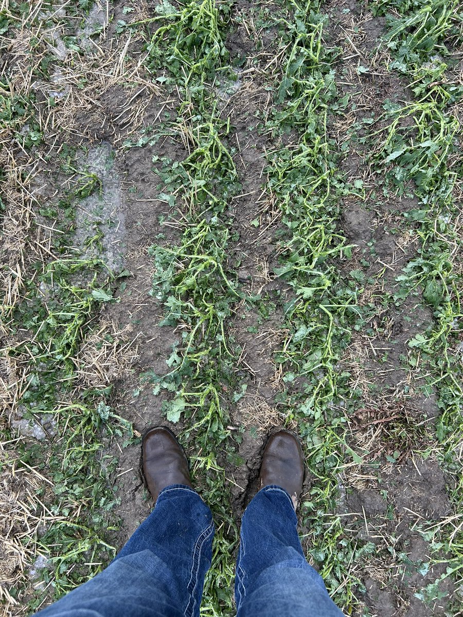 Ryan MacLeod tweet media