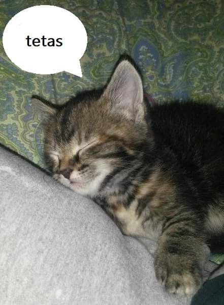 animais com frases aleatorias (@animaisfrases_) on Twitter photo 