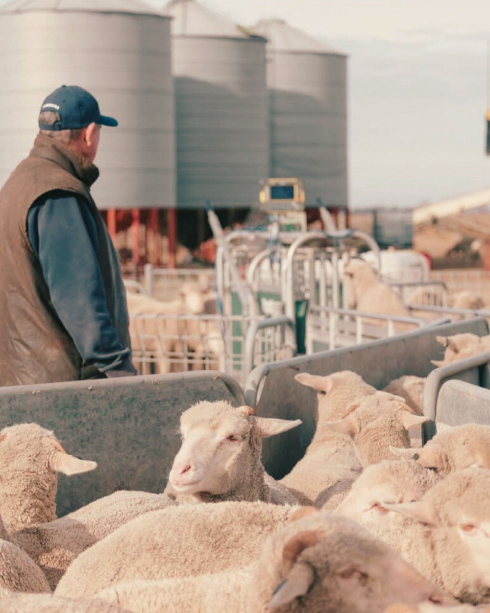 VFF Stock Sense (@vffstocksense) on Twitter photo Weigh day ⚖️🐑
Image: @alishia_garlick_ Weigh day ⚖️🐑
Image: @alishia_garlick_