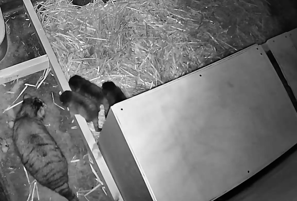 【新着のお知らせ】マヌルネコの赤ちゃんが生まれました
higashiyama.city.nagoya.jp/news/2025/06/p…

#東山動植物園 で飼育している #マヌルネコ に #赤ちゃん が生まれ順調に成長しています。
詳しくはURLをクリックしてご覧ください。

＊赤ちゃんの公開日等につきましては、あらためてお知らせいたします。