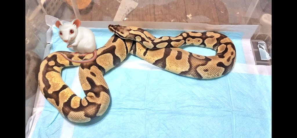 BPyamagata's tweet photo. うちの拒食姫、活に食いつかず💦
首をS字状態にして狙っていると思いきや、やめてどっか行くし��
ダメもとで暗くして一晩放置したけど
一緒に朝を迎えておりました😅
気長に食べるのを待��しか無いようですな。活は飼育に戻す😅
#ボールパイソン
#パステルエンチ
#活マウス
#活き餌
#活餌
#爬虫類 https://t.co/tLexul9tZK