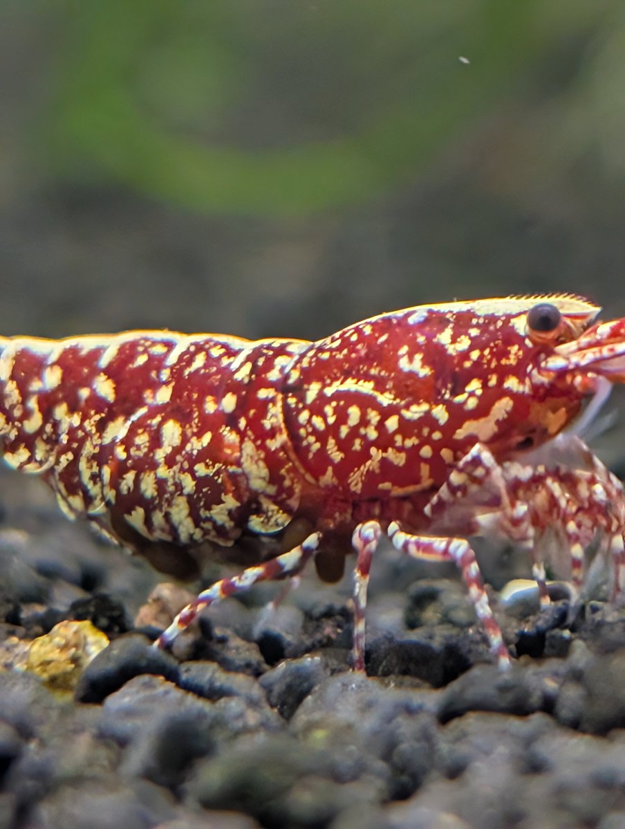 munmunshrimp's tweet image. えび🦐と草🌿

むんむんギャラクシー🦐
奇跡的に腰の調子がいい隙に😗📸
よく見たらなかなかにデンジャラスな個体でした。。

Bucephalandra sp. Murung raya【LA0515-03 】
とブルメタ×ムルンラヤの比較
株分け前😗これは美✨️