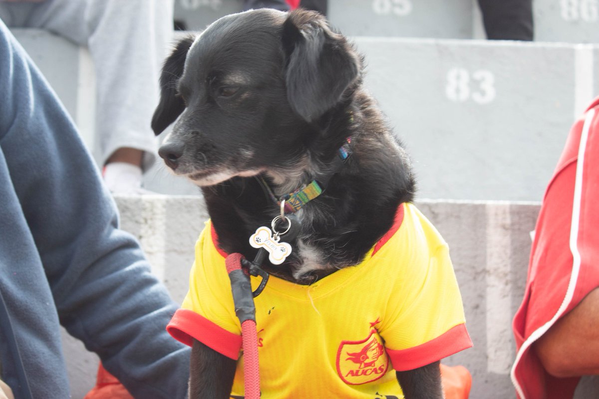Aucas45's tweet photo. ⚽️🐶 Todos son importantes y nos motivan 😍

#SomosAucas 
#AucasNuncaJuegaSolo 

💛❤️🫂 https://t.co/TYiFWhaoyo