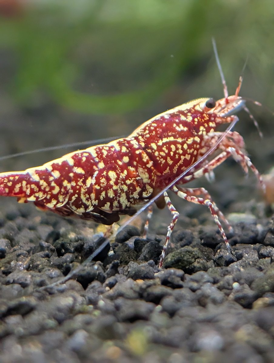 munmunshrimp's tweet image. えび🦐と草🌿

むんむんギャラクシー🦐
奇跡的に腰の調子がいい隙に😗📸
よく見たらなかなかにデンジャラスな個体でした。。

Bucephalandra sp. Murung raya【LA0515-03 】
とブルメタ×ムルンラヤの比較
株分け前😗これは美✨️