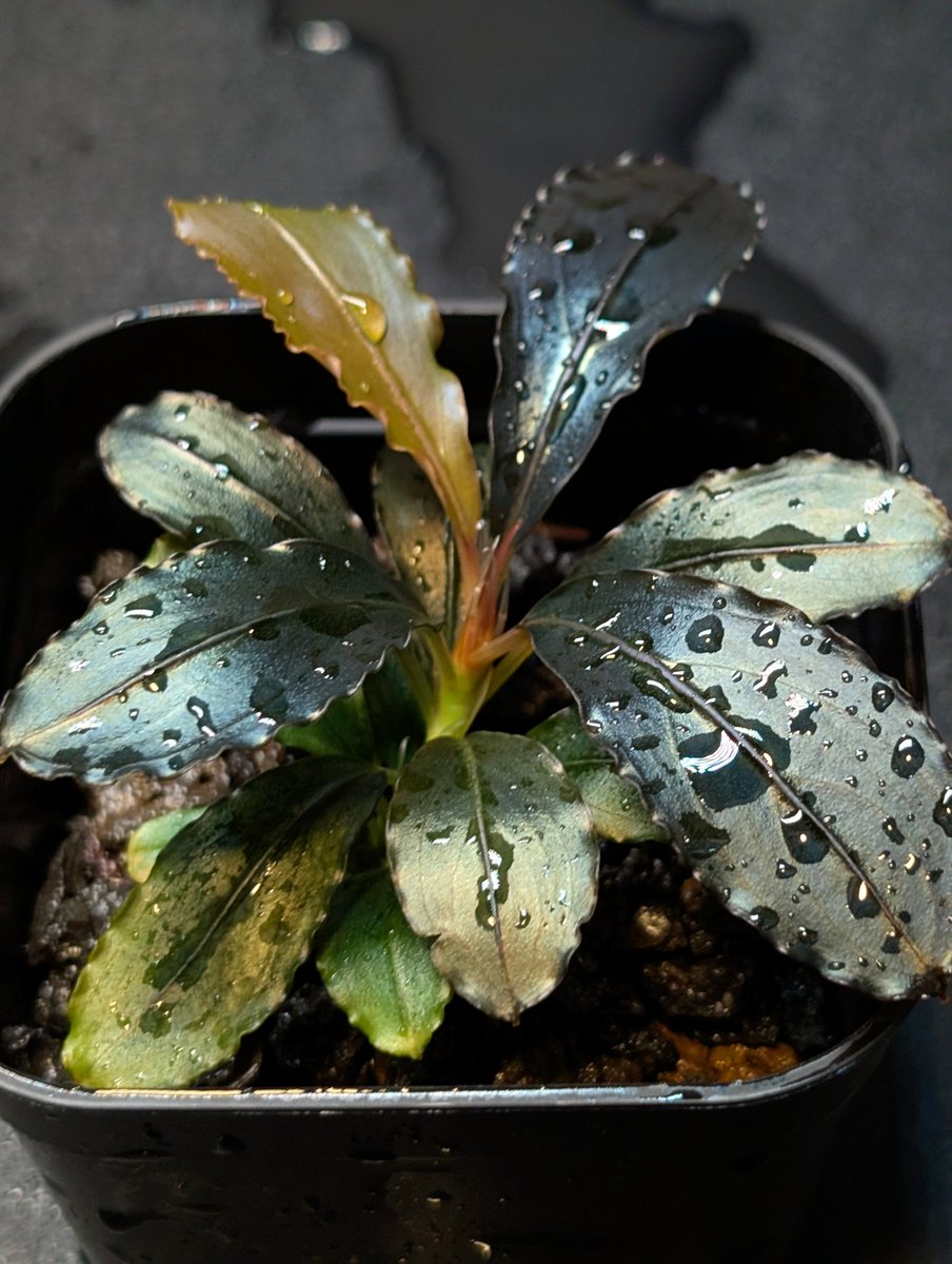 munmunshrimp's tweet image. えび🦐と草🌿

むんむんギャラクシー🦐
奇跡的に腰の調子がいい隙に😗📸
よく見たらなかなかにデンジャラスな個体でした。。

Bucephalandra sp. Murung raya【LA0515-03 】
とブルメタ×ムルンラヤの比較
株分け前😗これは美✨️