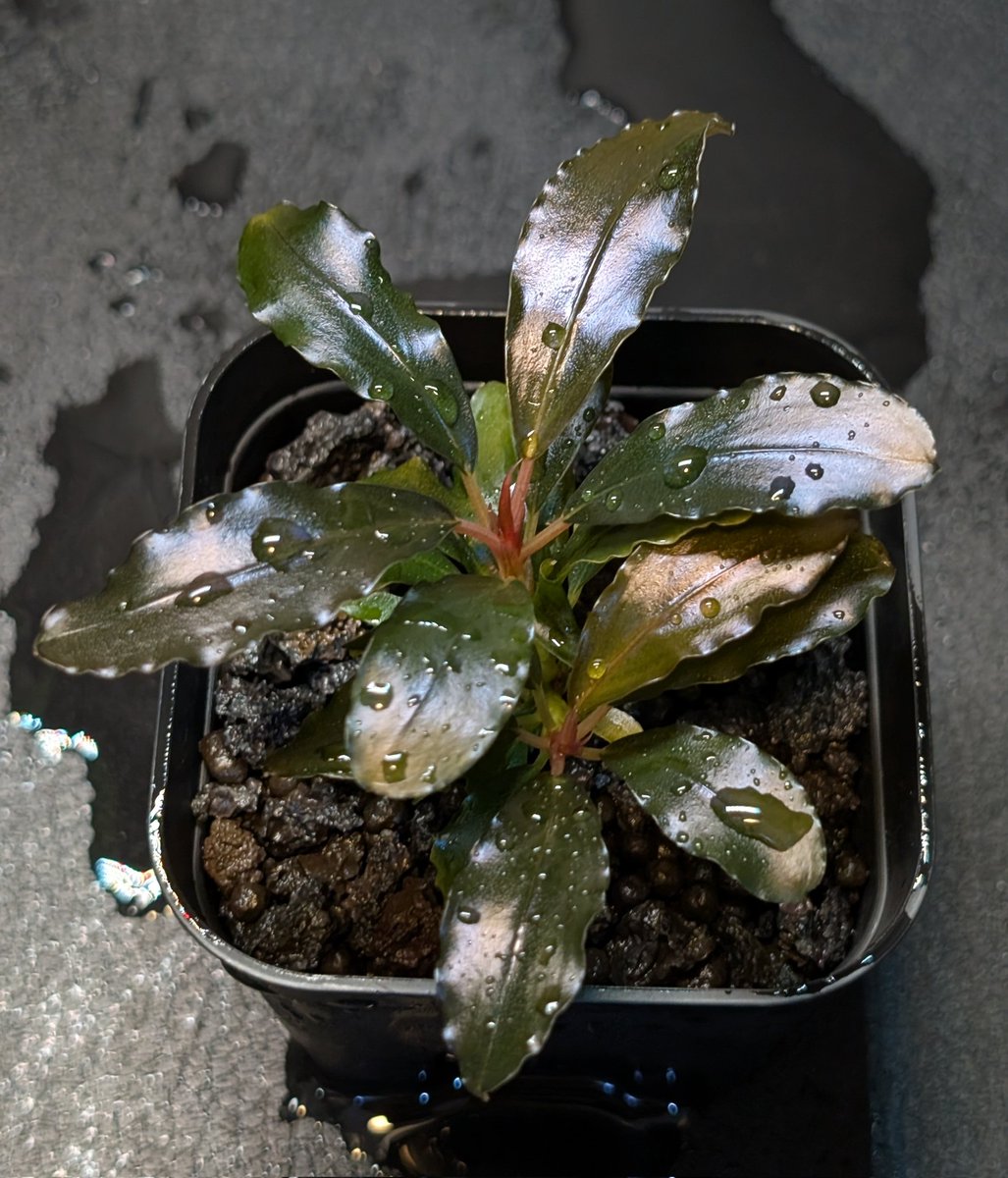 munmunshrimp's tweet image. えび🦐と草🌿

むんむんギャラクシー🦐
奇跡的に腰の調子がいい隙に😗📸
よく見たらなかなかにデンジャラスな個体でした。。

Bucephalandra sp. Murung raya【LA0515-03 】
とブルメタ×ムルンラヤの比較
株分け前😗これは美✨️