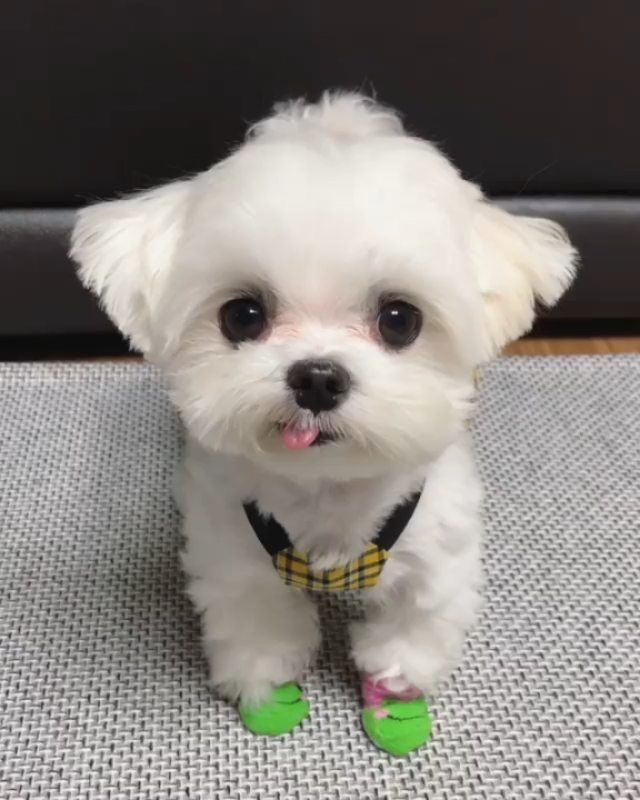 si ignoras a este perrito con calcetines te irá mal todo el año🤗