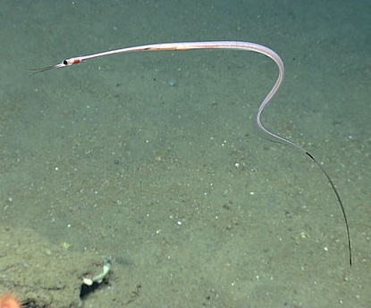 brizbrainspine's tweet image. Super Spine Stuff – the Snipe Eel has 750+ vertebrae, the most of any animal! Most snakes have 200 - 400, pangolins 46 - 47, & humans 33. At the tiny end? The Paedophryne amanuensis frog has just 7. Spines are truly amazing!
Frog photo credit: DOI:10.1371/journal.pone.0029797