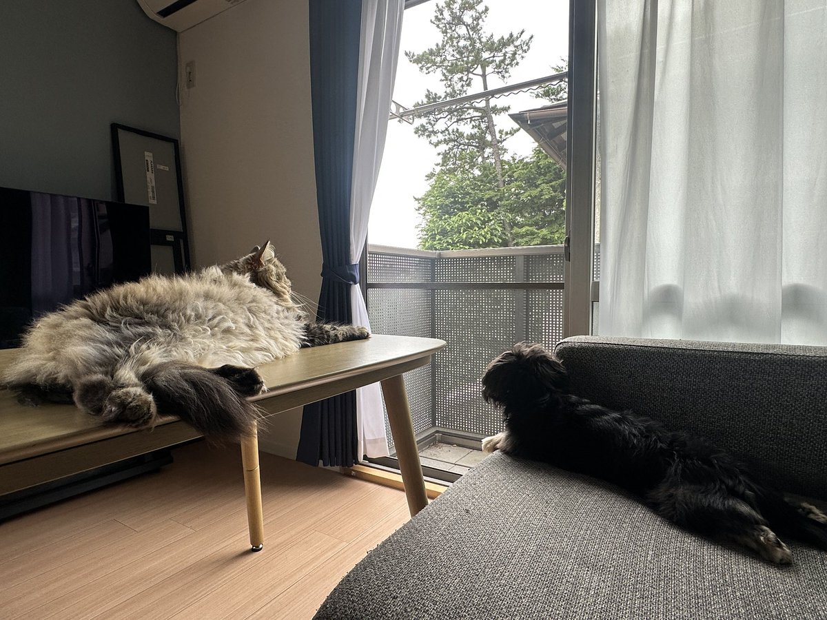 Yuto___1932's tweet photo. 風気持ちいいね〜🐶🐱 https://t.co/6k6eJ3U3r8