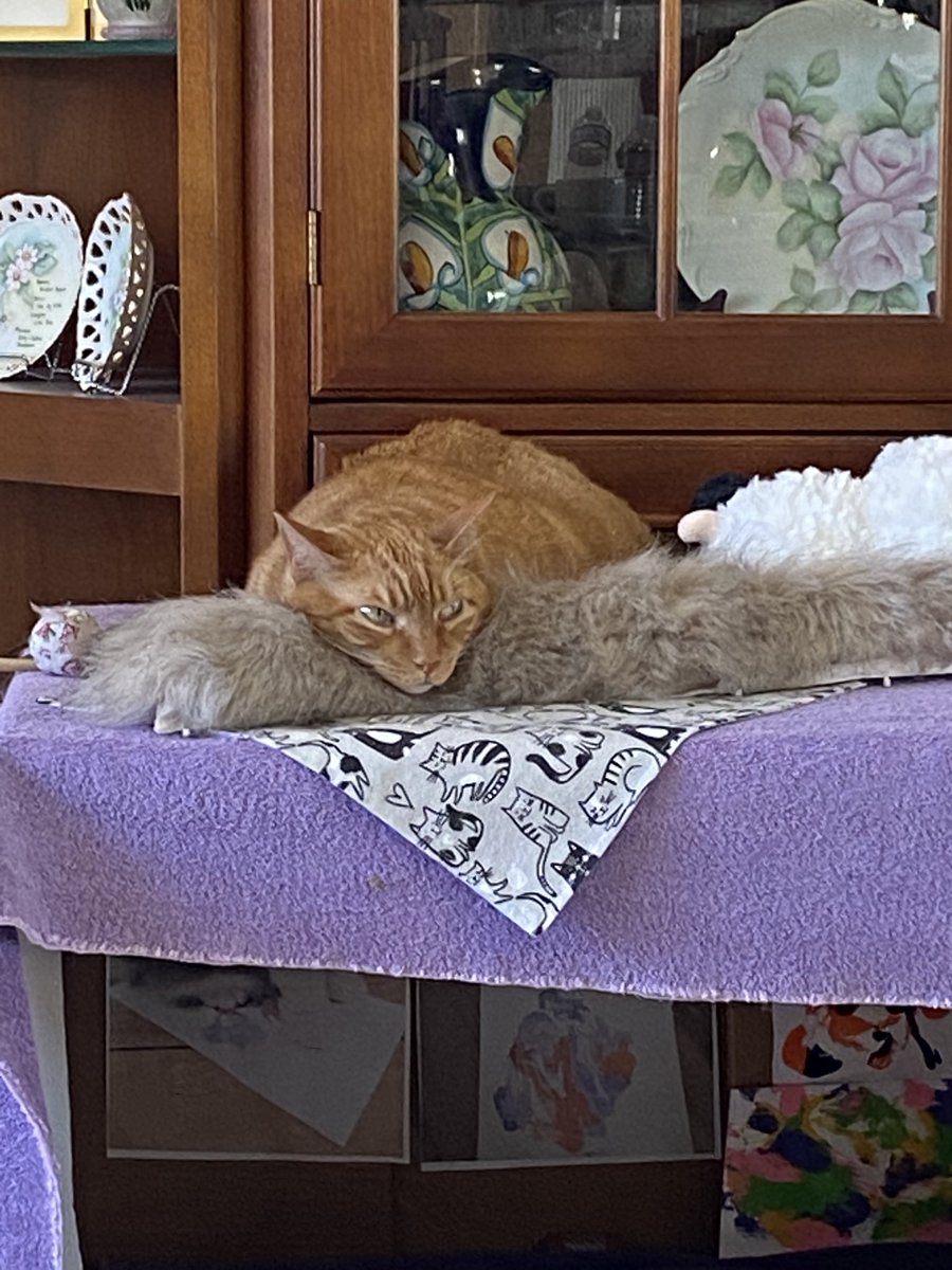 Ise lying here on mine feather boa finking ov my bestie, Jerry. Weez habbed soez mush fun working da Cucina and co-leading da #theRuffRiderz. Also, weez flies wif da #theAviators and slayed zombies! #ZSHQ  Jerry was da bestest at it all. Youse free now, buddy. Lubs youse fureber!