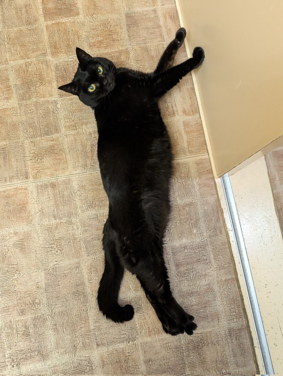 sawabeac's tweet photo. 床でゴロゴロしてました☺️
ご機嫌な様子でした🐈‍⬛♫
#今日のキセキちゃん https://t.co/BRA5BE3Kh0