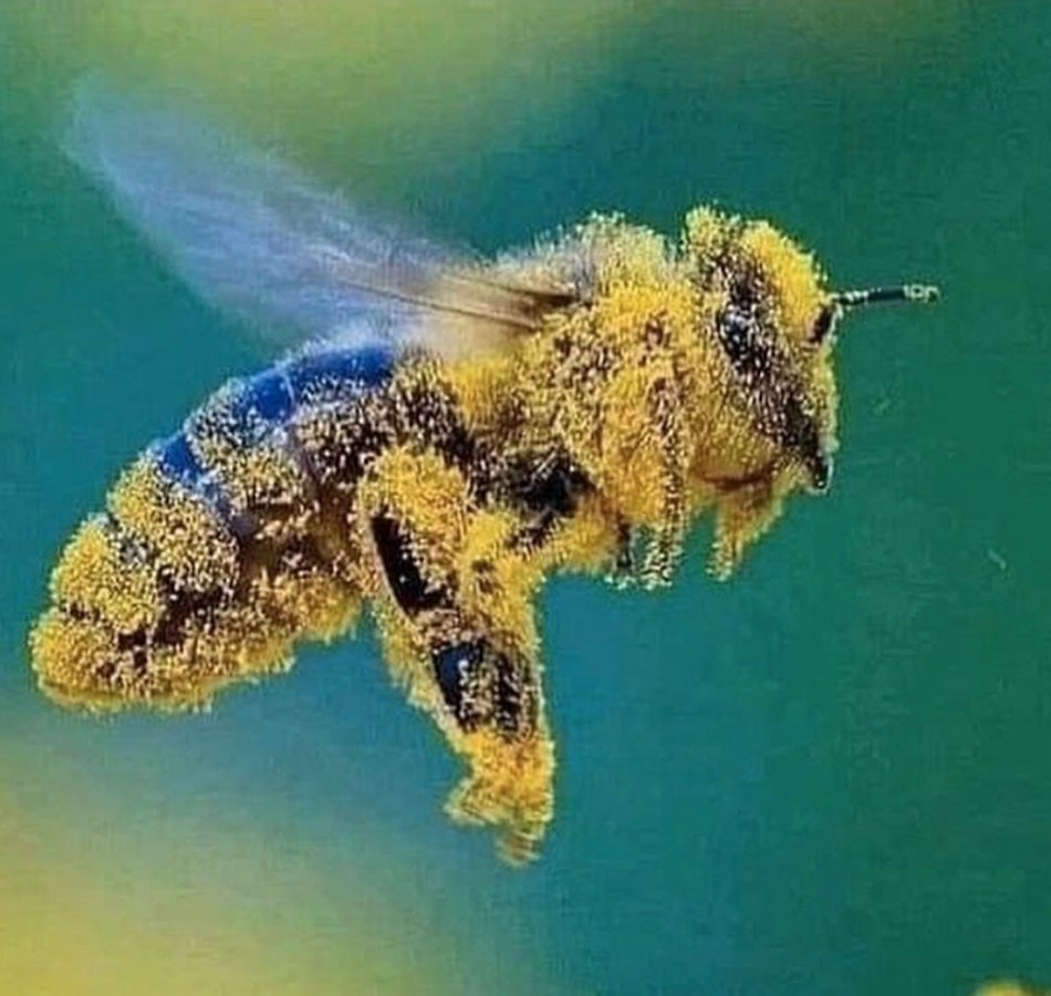 Gianni A. Sarcone (@gsarcone) on Twitter photo Thank this tiny, all-powerful being for the plant-based food on your plate. Thank this tiny, all-powerful being for the plant-based food on your plate.