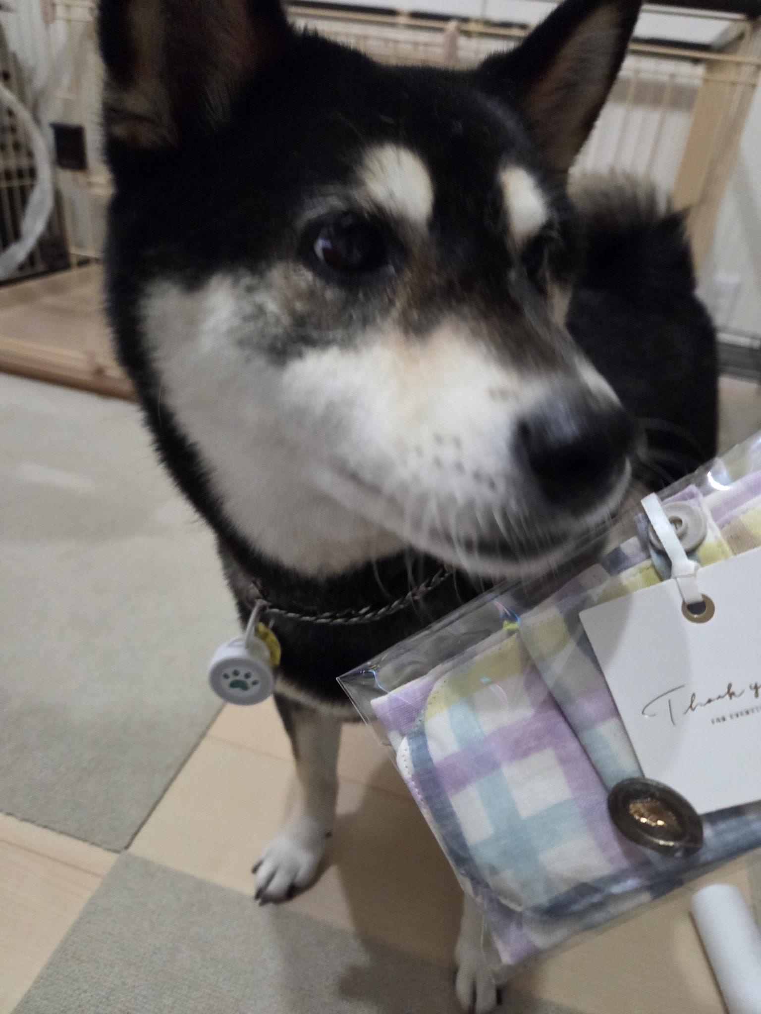 依舞様☆犬服☆ハンドメイドオーダー☆4着✩.*˚ ヤマト060サイズ – 犬服・猫ペット服・婦人服オーダーメイド 友里亜