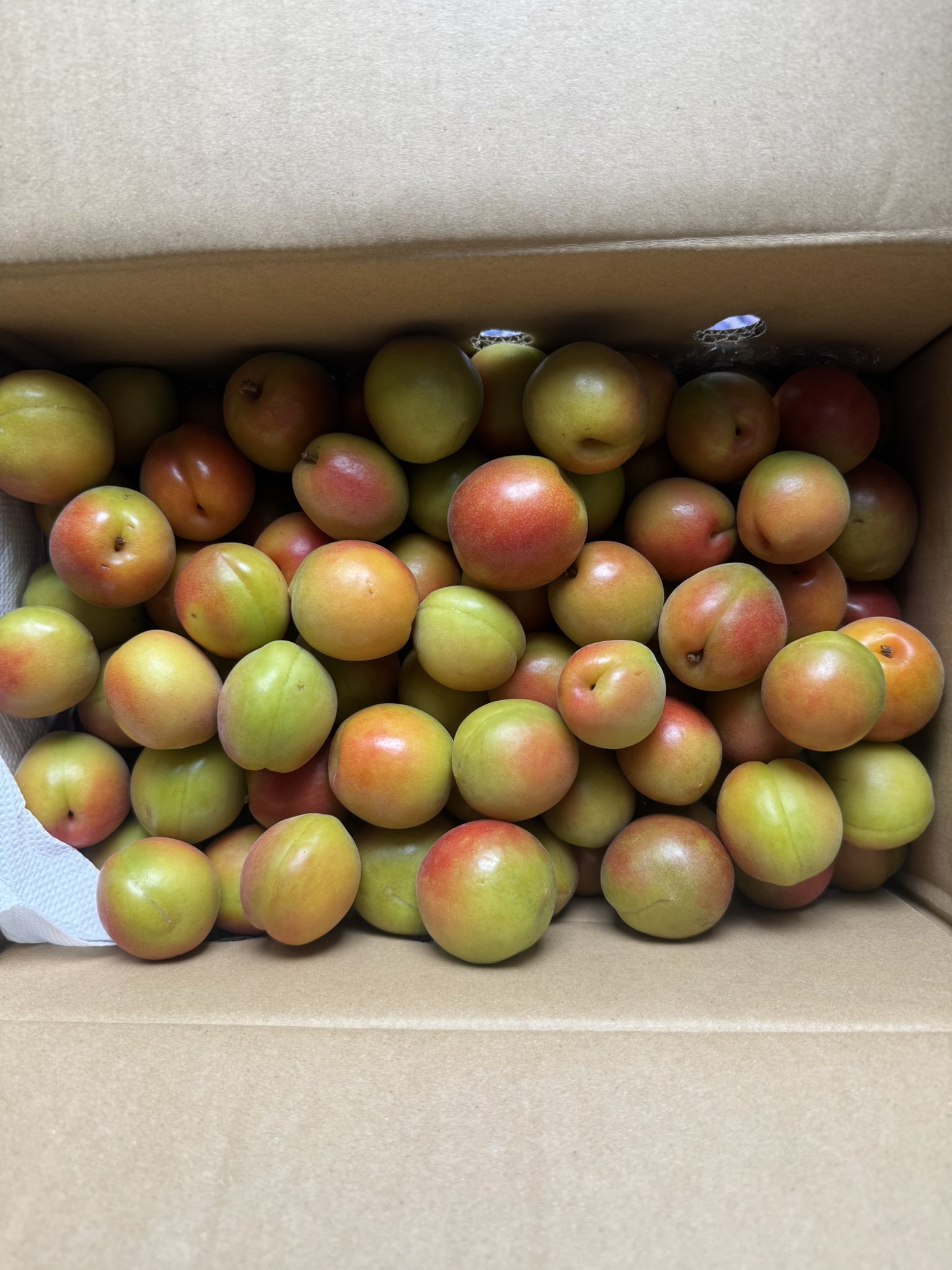 15 noritama555様　露茜　サイズmix 10kg XSサイズあり【an/アン】マルチway/ 袖付き/ オフショル/ クロス