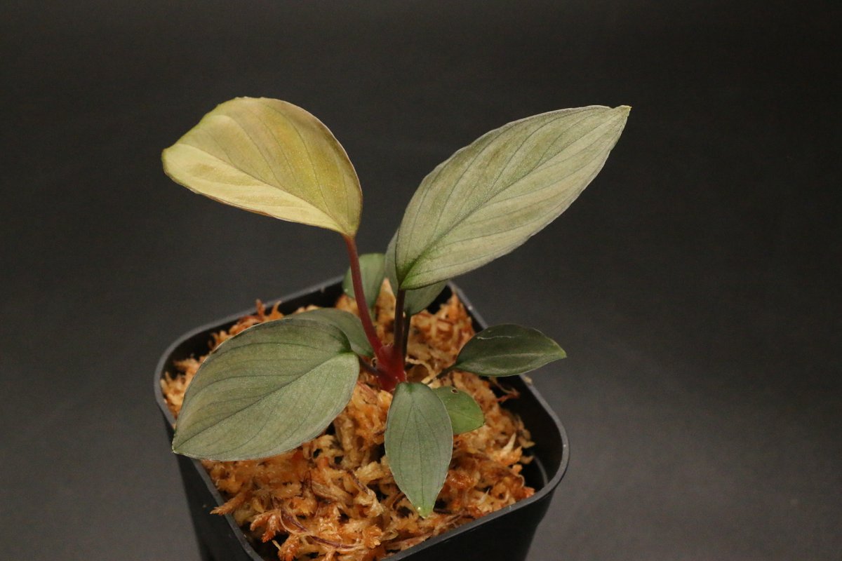 futamura_plants's tweet photo. オークション出品株ご紹介！Homalomena sp. 'Aragane No.4' from Pulau Lingga【HW0622-05】
アラガネのNo.4！激レア一桁台です。今までふたプラのサイトで1株リリースしたのみですのでこれで2株目です。コレクションへの追加いかがですか？
https://t.co/0uQBgdPuAp

#アグラオネマ
#ホマロメナ https://t.co/1cAHrKo1Iq