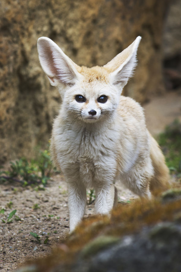 FennecEveryHr's tweet photo. https://t.co/gcRSdjaY1d