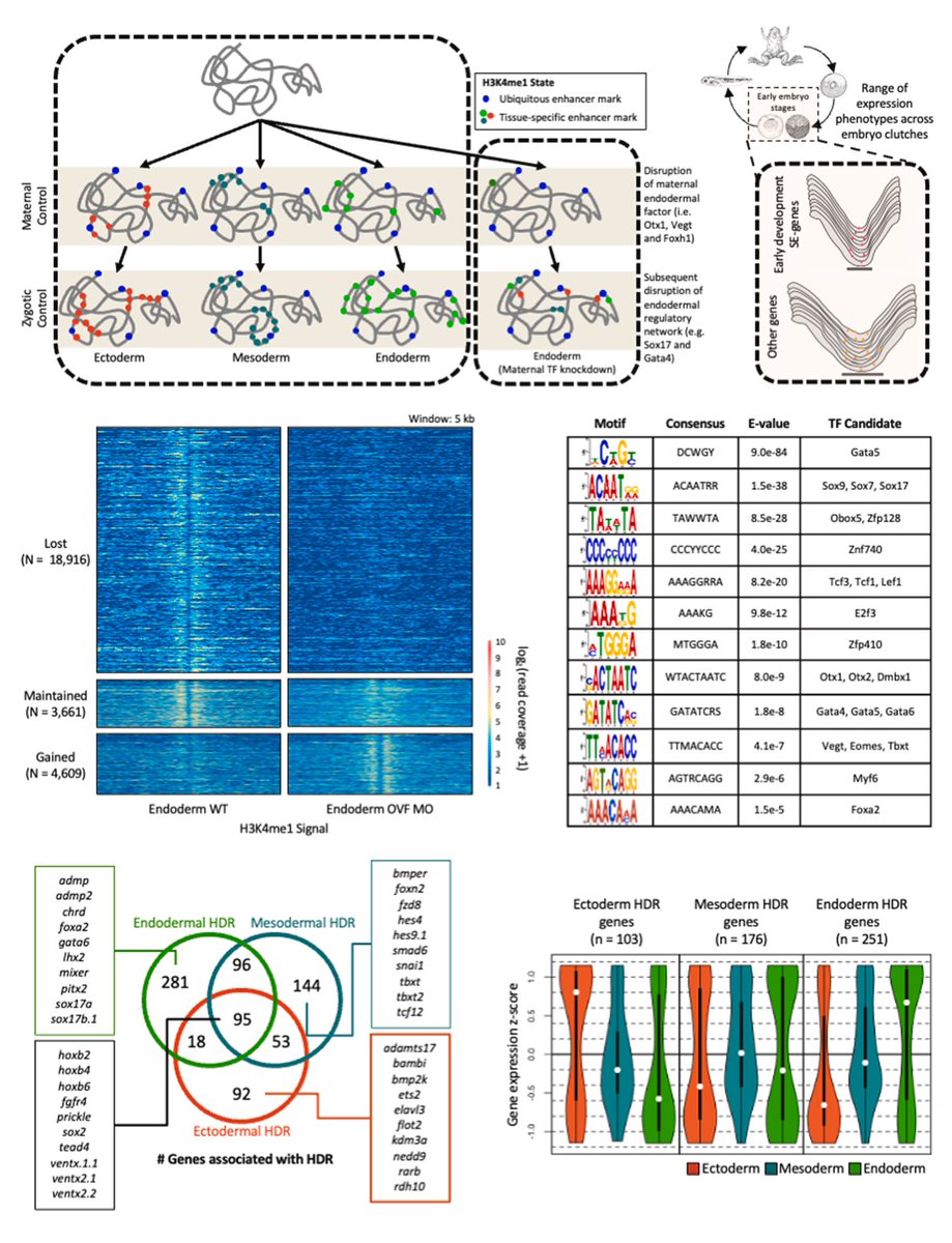 Dev_Bio_Journal's tweet image. #DBfeature
Maternal and zygotic contributions to H3K4me1 chromatin marking during germ layer formation
by Kitt Paraiso, Ira Blitz, Ken Cho
sciencedirect.com/science/articl…