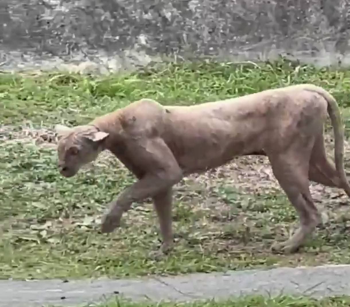 puma en zona residencial de Monterrey