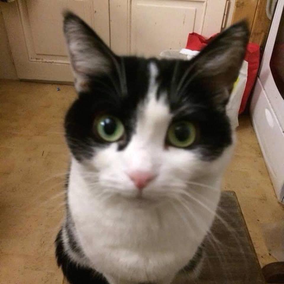 Raphaël Lehmann tweet media