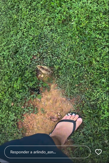 birulinha tweet media