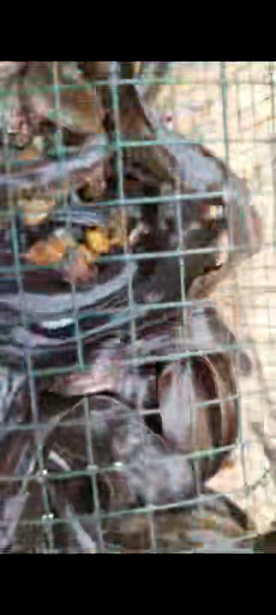 ivanpurba1414's tweet photo. Selasa (24/6). Ivan Purba, di KUB OLAK LANCAR, Ds  Olak. Kec. Sungai Mandau, melaporkan hasil tangkapan ikan Lele Rawa 16 Kg, harga jual 30000/Kg, dengan alat tangkap Bubu. bulan Juni 2025
#GiatLuhkanSatminkalMedan 
#Siak
#Tangkap https://t.co/XtkU404ztB