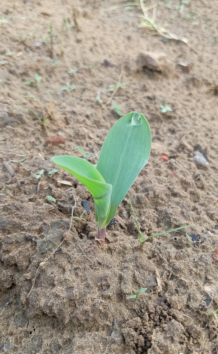 Mannujaipur's tweet photo. यह पौधा किसका है 🧐

अगर जिस  ने सही जवाब दिया तो समझ लेना वो किसान परिवार से हैं😅 https://t.co/zmbhFdvln7