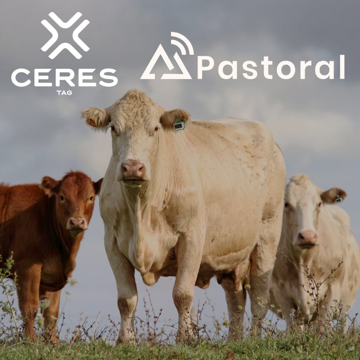 Exciting News! 🎉  

CERES TAG is thrilled to share that Pastoral is now integrated with our devices, enhancing user experience for all Pastoral users. 

Simplifying tech adoption with integration, lets you focus on what truly matters in your work.
