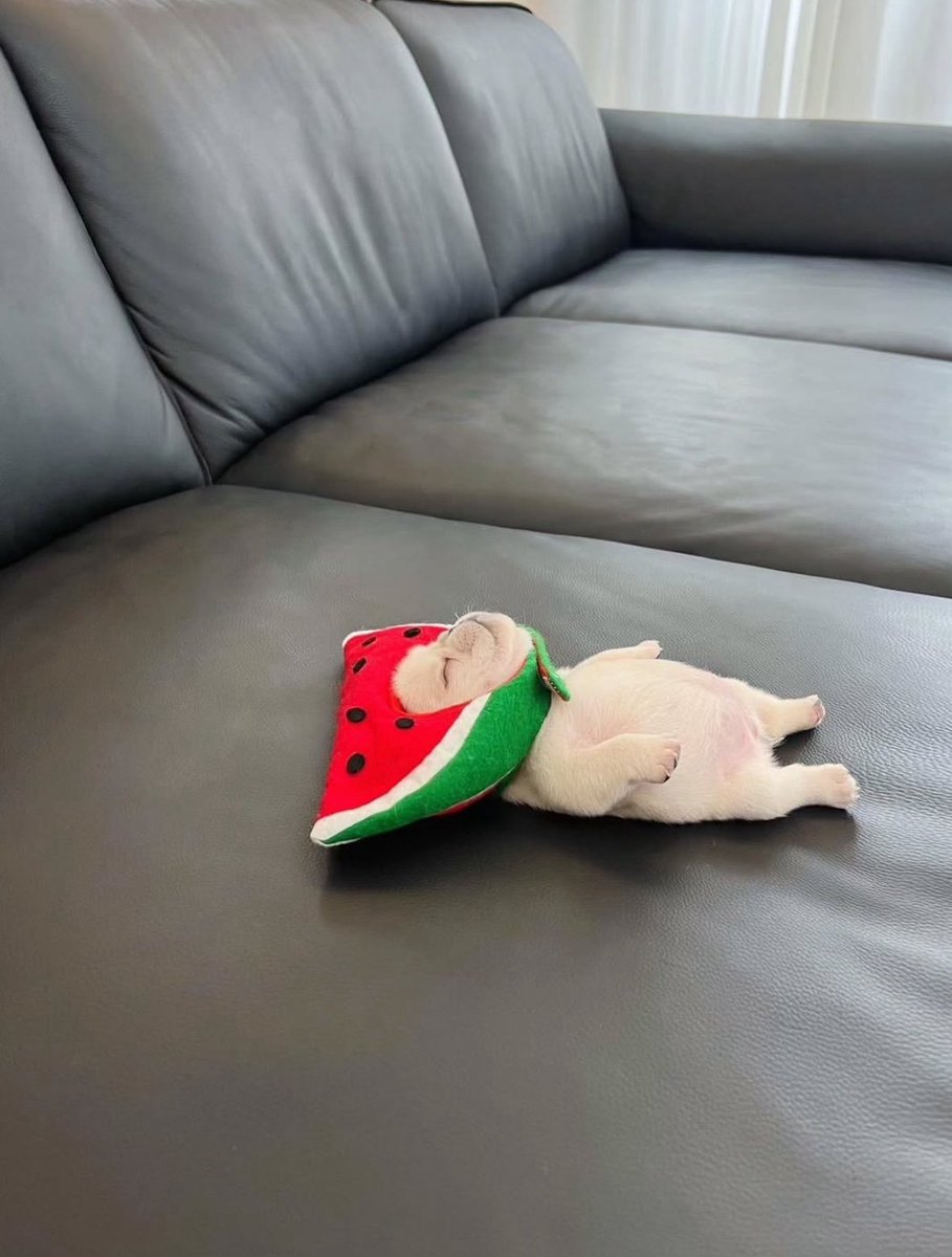 💖 (@twaniimals) on Twitter photo 