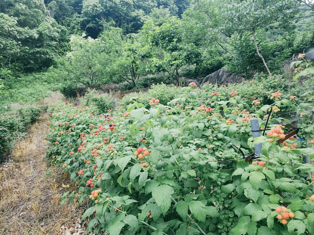 비가 온다
산골에  복분자는  읍네보다
더늦게 익는다
햇살가득한 날은  안익어서
못따고  까맣게 익어가면
비가 와서  못따구  ㅠ
사는게 어느것 하나
녹녹한게 없다
이쪽이  조금 나아지면
다른  한쪽이 탈이나구
산다는건 늘~~
빙판길을 걷는것
언제쯤 편안 해질까