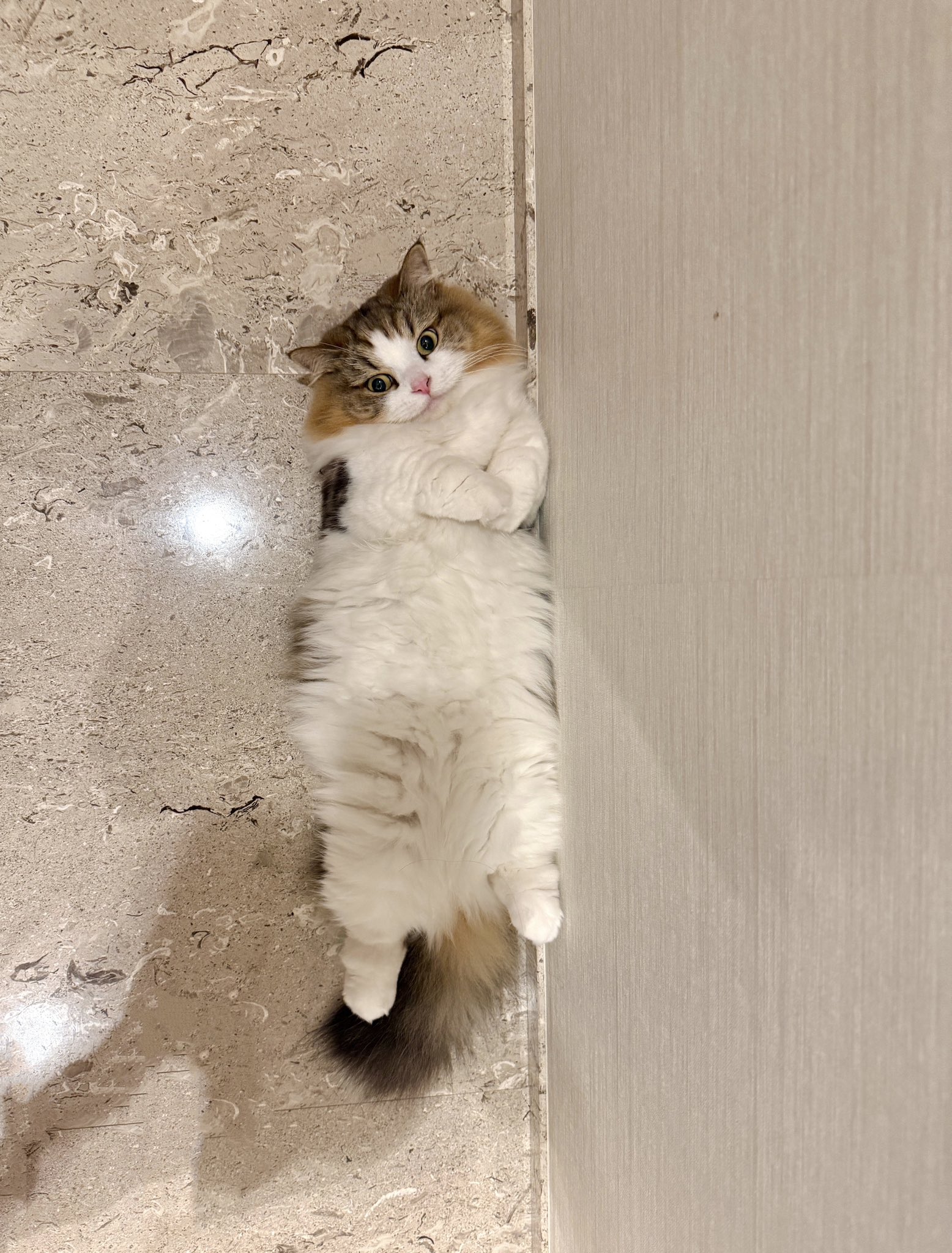 ★ うらら様　★ s*t*j 」×アイリスコレクトプチ特別企画第二弾！『うらら